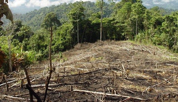 Proponen restaurar ecosistemas forestales para frenar cambio climático
