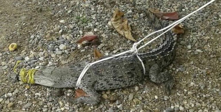 Avistamiento de cocodrilo en Acapulco