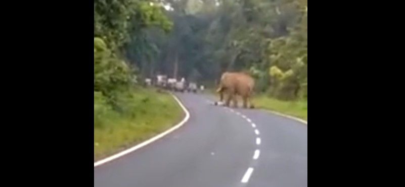 #Video Elefante mata a hombre en India