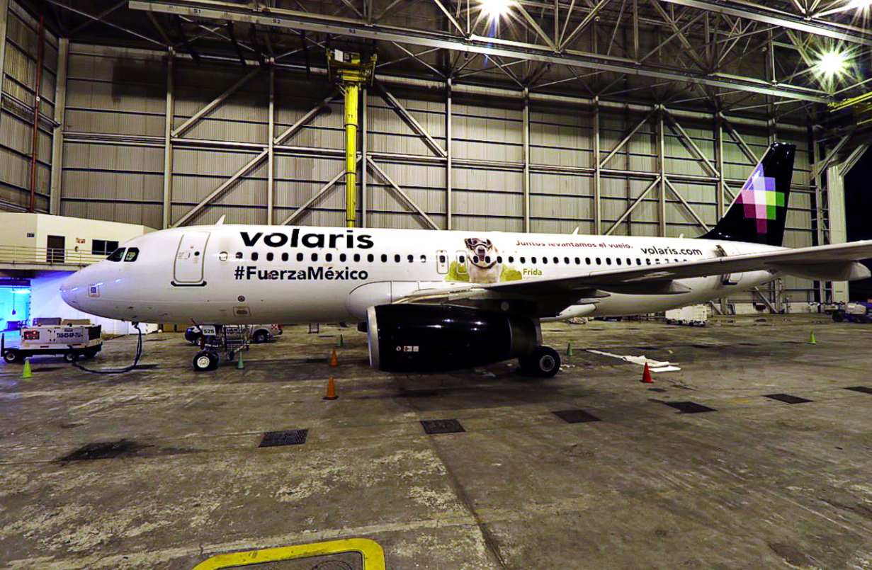 Volaris homenajea a Frida la perra rescatista - frida-rescatista1