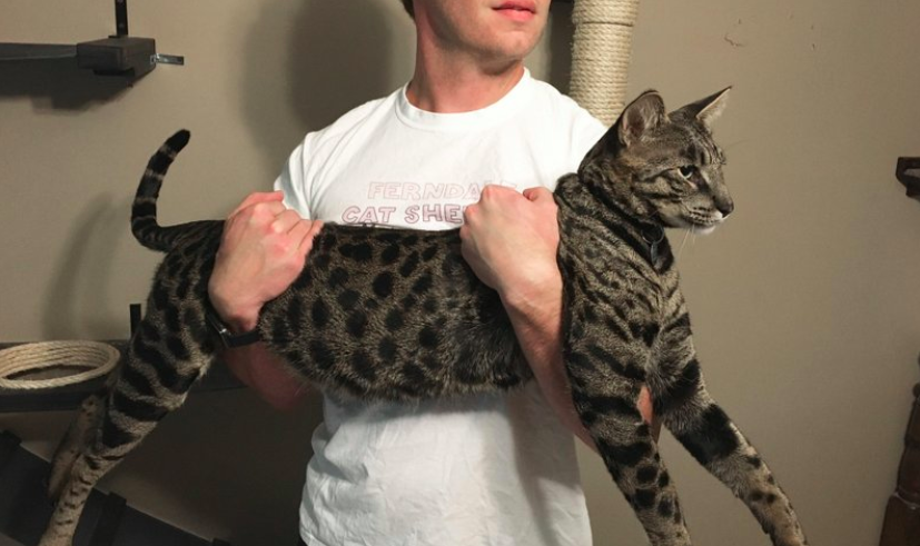 Desaparecen dos gatos que tienen récord Guinness