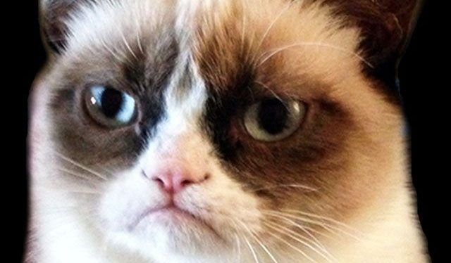 Estudio revela que los perros son más inteligentes que los gatos