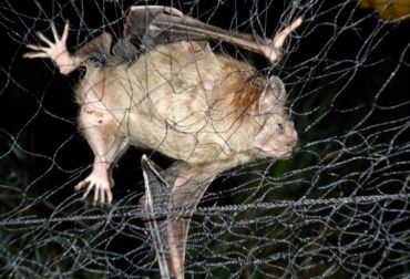 Murciélagos con rabia matan a más de 50 reses en Guerrero - murcielago-red