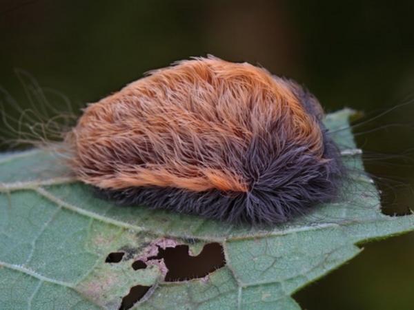 Alertan por presencia de ‘oruga peluche’ en Nuevo León Alertan por presencia de ‘oruga peluche’ en Nuevo León