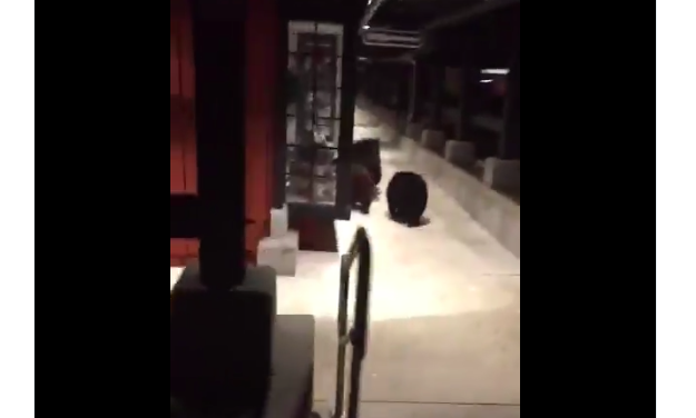 #VIDEO Osos huyen de la policía