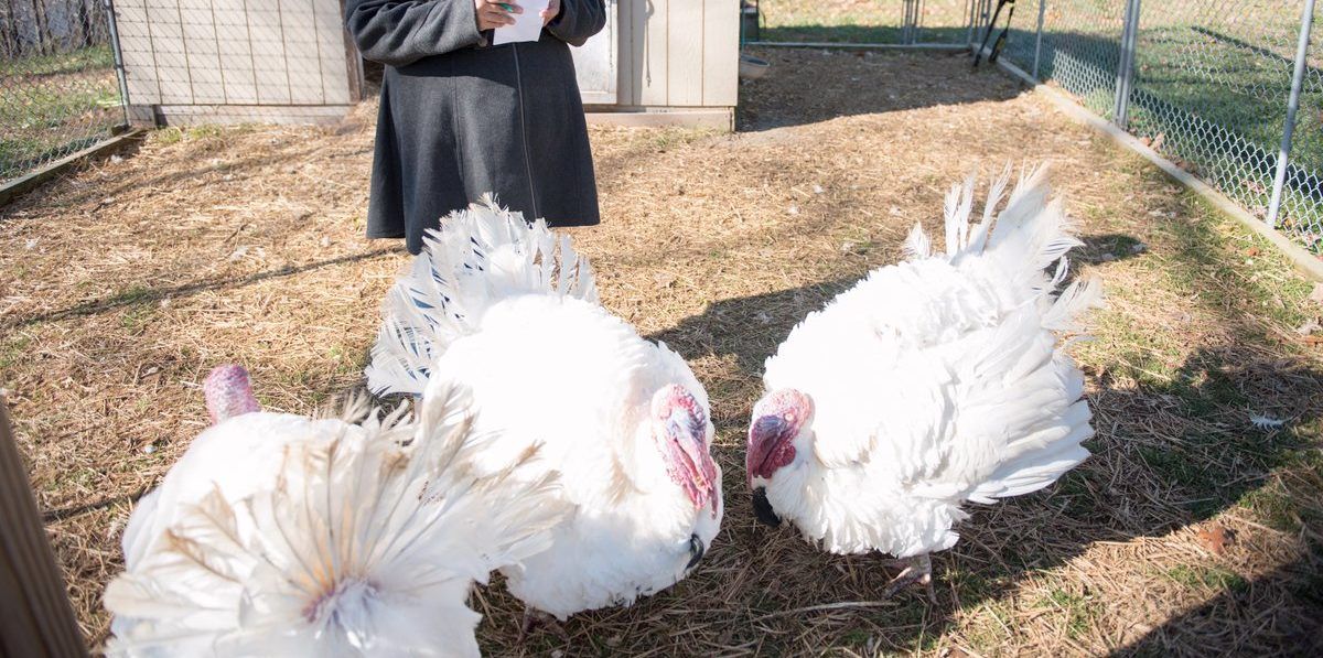 Así es la vida de los pavos indultados por Barack Obama