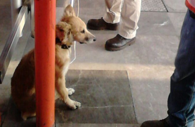 Personal del Metro rescata a perro de las vías de la Línea B