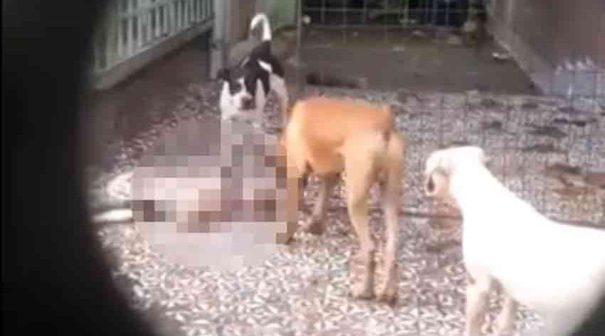 Detienen a mujer que permitía a sus perros que se devoraran entre ellos