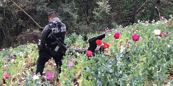 PF destruye 19 plantíos de amapola en Guerrero