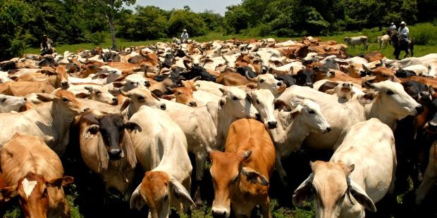 Murciélagos con rabia matan a más de 50 reses en Guerrero