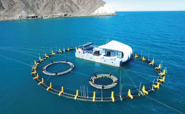 Misión de protección para vaquitas marinas logra 32 avistamientos - santuario-el-nido