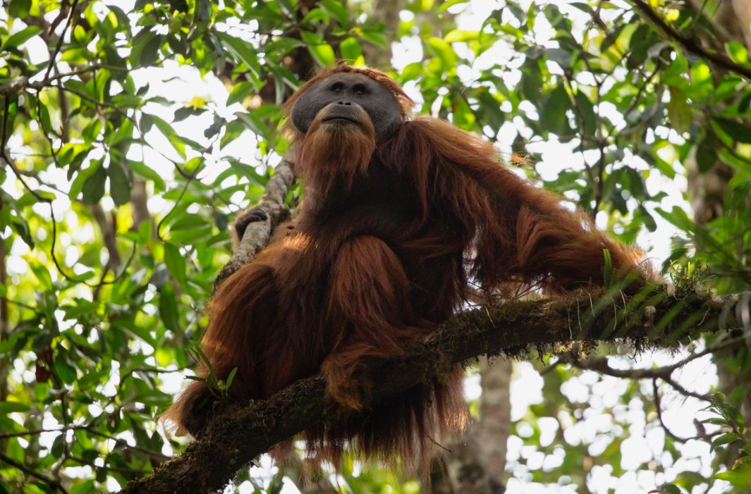 Descubren nueva especie de orangután en Indonesia - tapanuli1