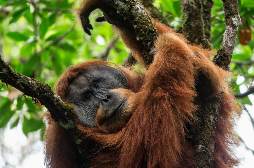 Descubren nueva especie de orangután en Indonesia
