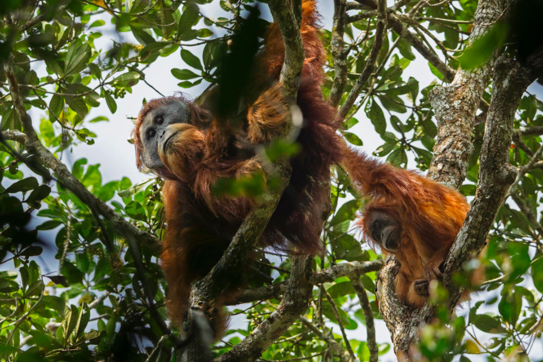 Descubren nueva especie de orangután en Indonesia - tapanuli3