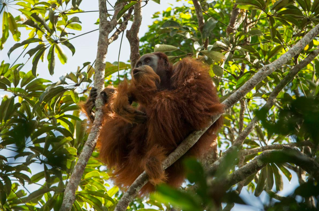 Descubren nueva especie de orangután en Indonesia - tapanuli4