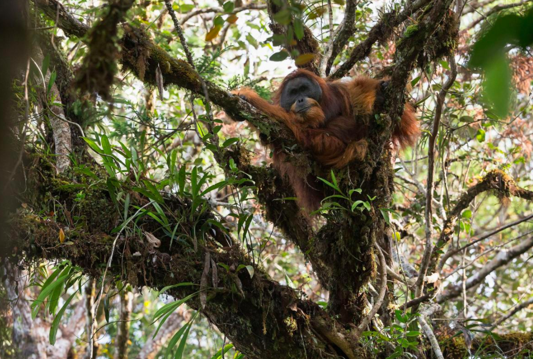 Descubren nueva especie de orangután en Indonesia - tapanuli5