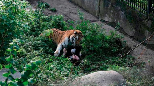 Tigre ataca a su cuidadora en zoológico de Rusia