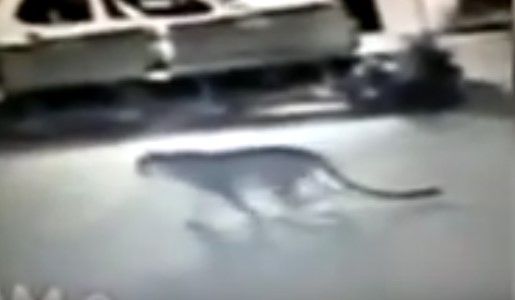 #Video Matan a tigre tras escapar de circo en París