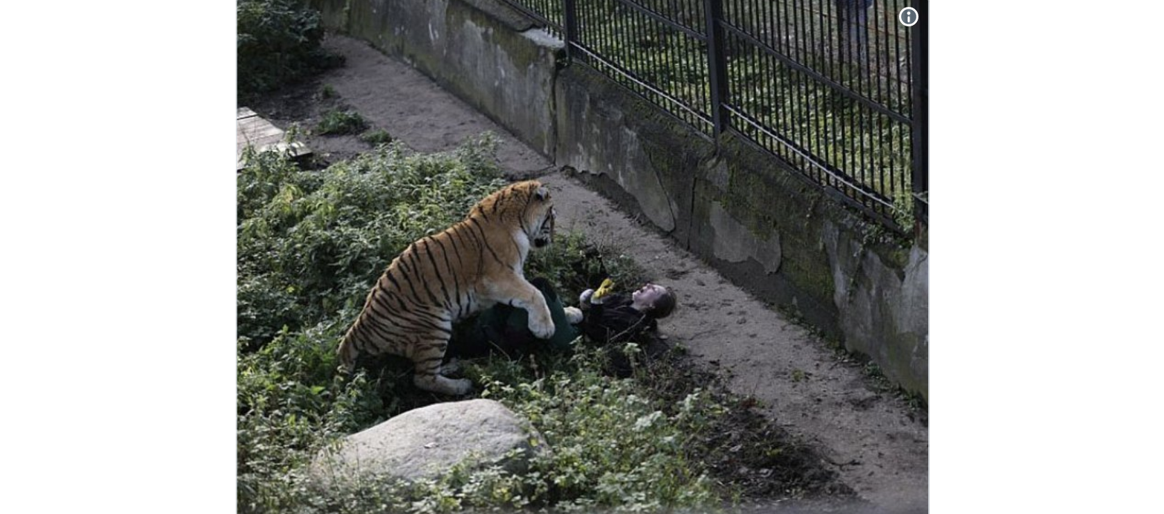 Tigre ataca a su cuidadora en zoológico de Rusia - tigre
