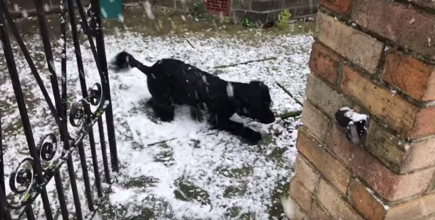 #Video Perro en Reino Unido ve la nieve por primera vez