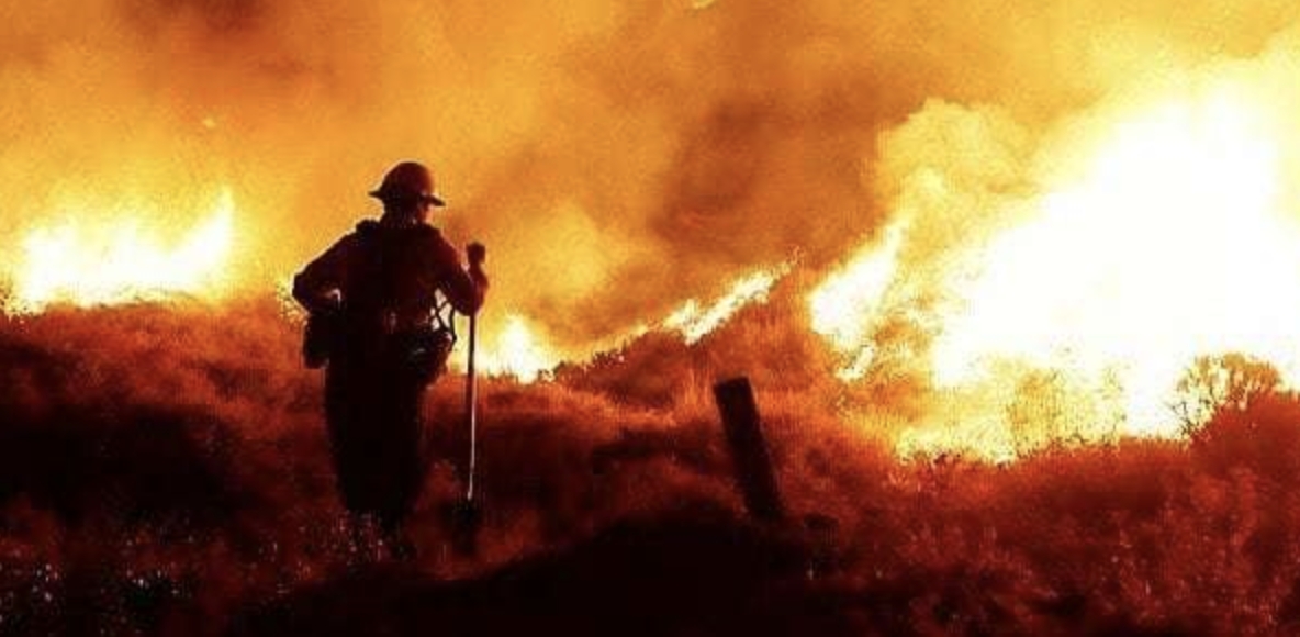 “No quería que el pobre conejo se lastimara”: amante de los animales en California “No quería que el pobre conejo se lastimara”: amante de los animales en California