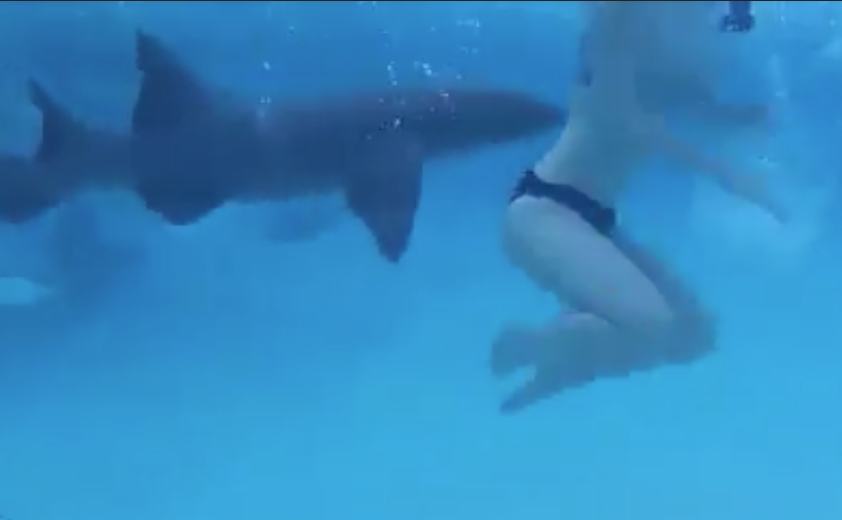 #Video Tiburón ataca a mujer en su luna de miel