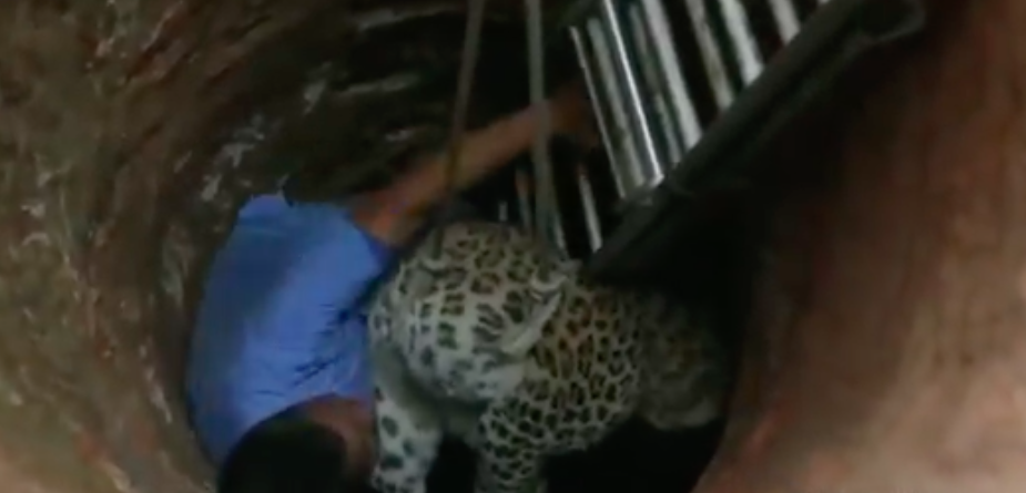#VIDEO Veterinario salva a leopardo que cayó en pozo