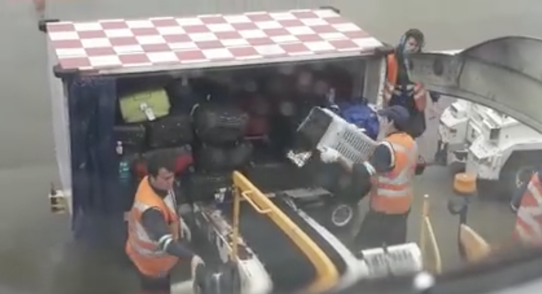 #Video Pasajero de LATAM denuncia maltrato animal