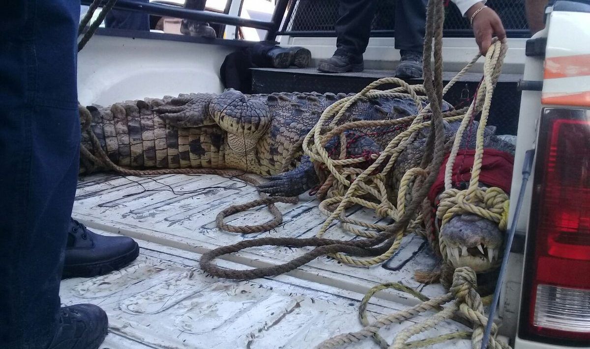 Aseguran a cocodrilo en fraccionamiento de Manzanillo