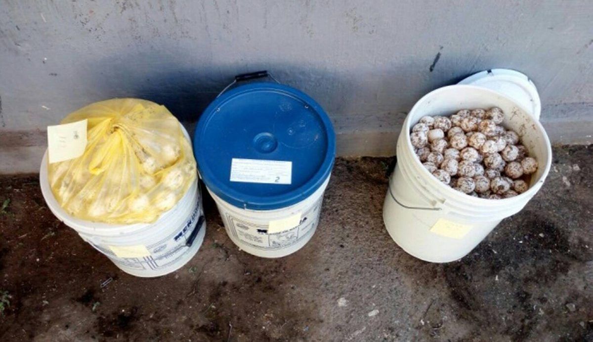 Aseguran más de tres mil huevos de tortuga en Jalisco