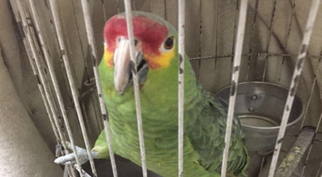 Aseguran tres loros en Venustiano Carranza