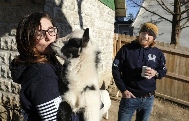 Tribunal en Ohio ordena a pareja deshacerse de sus cabras