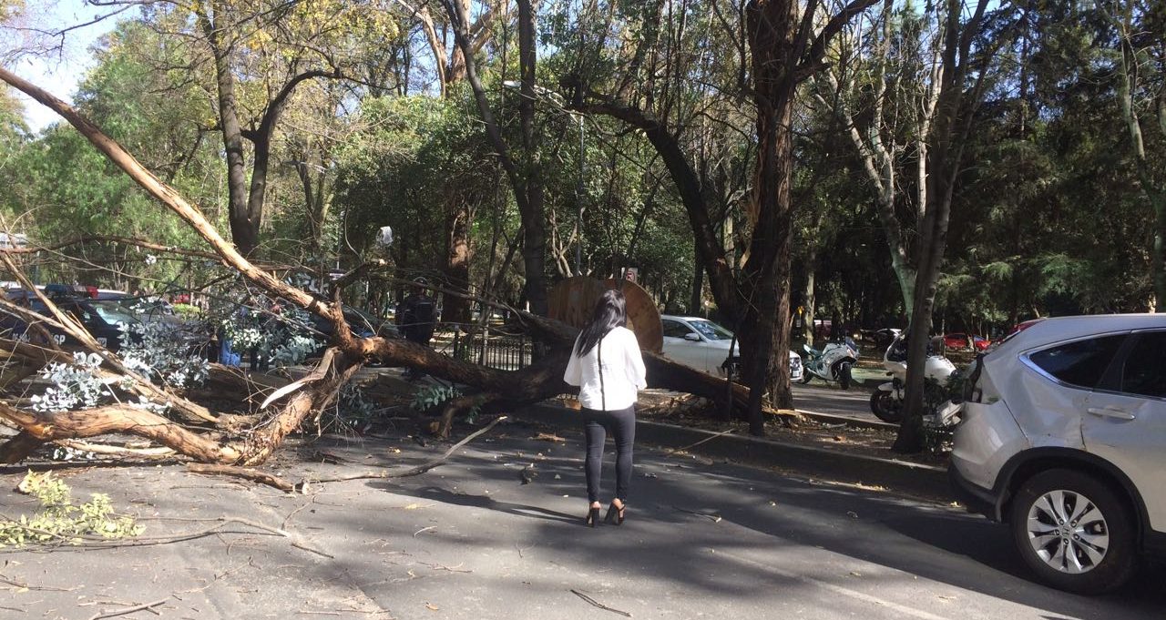 #Video Caída de rama en Polanco afecta circulación