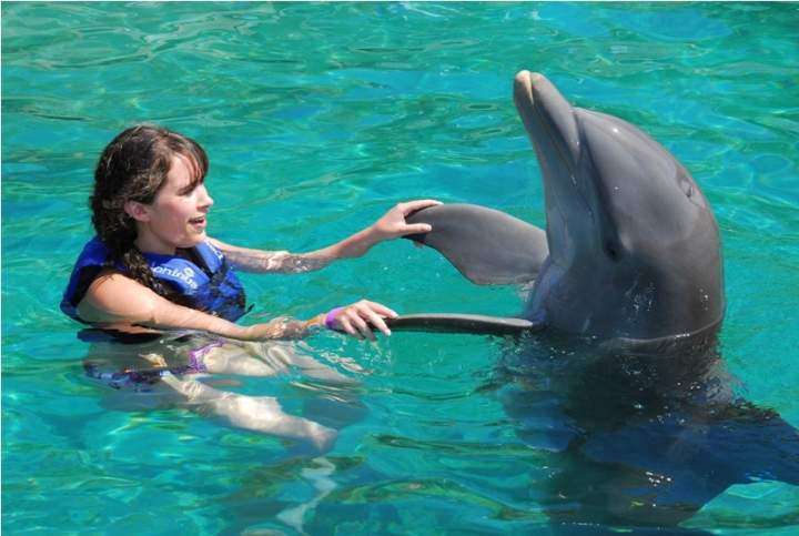 Senado frena discusión de ley sobre delfines en cautiverio