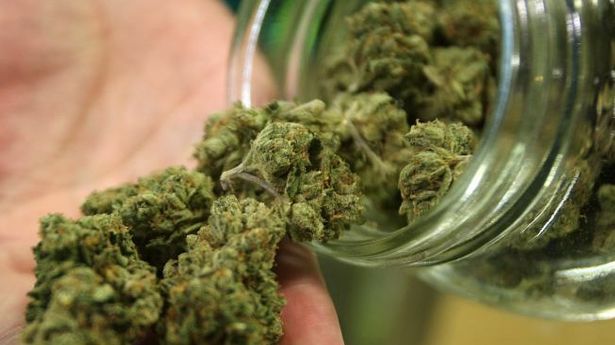 Gobierno británico anuncia legalización de mariguana terapéutica - mariguana-4