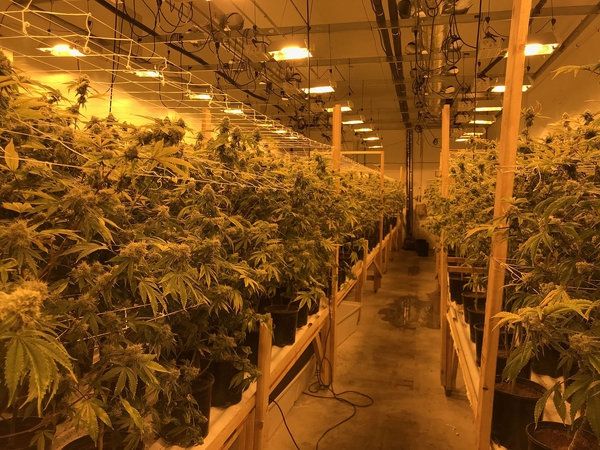 Confiscan 35 mil plantas de mariguana en California Confiscan 35 mil plantas de mariguana en California