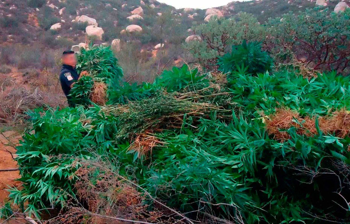 Destruyen 122 mil plantas de mariguana en Jalisco
