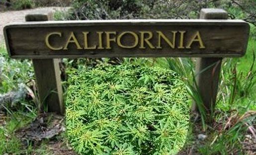 A partir del lunes California podrá consumir legalmente mariguana recreativa A partir del lunes California podrá consumir legalmente mariguana recreativa