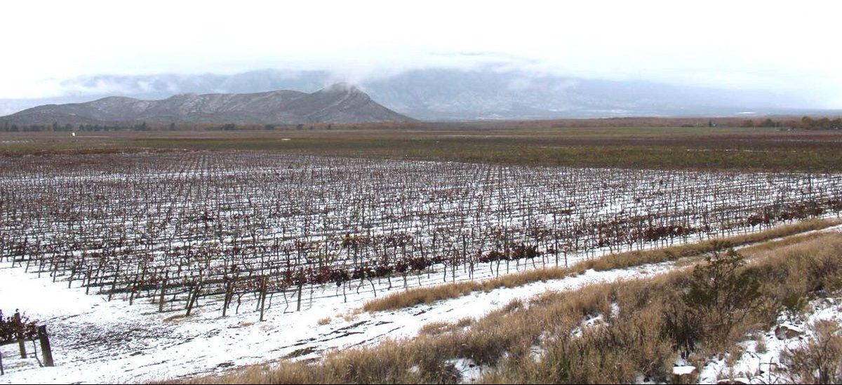 Habrá seguros para cosechas afectadas por heladas en Coahuila