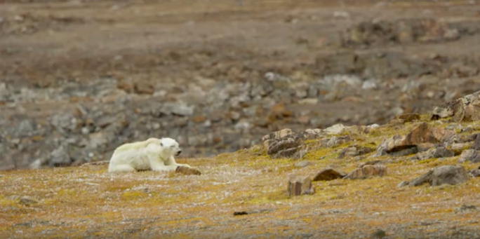 #VIDEO Calentamiento global destruye hábitat de oso polar