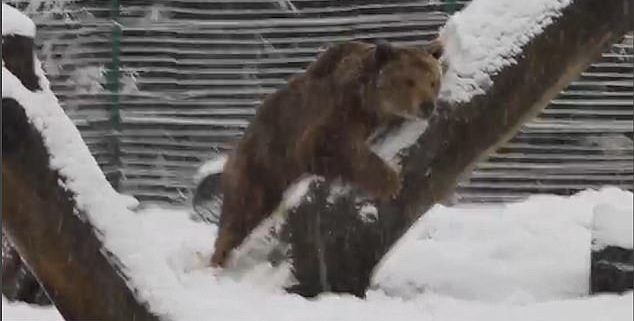 #Video Oso conoce la nieve tras permanecer 20 años en una jaula