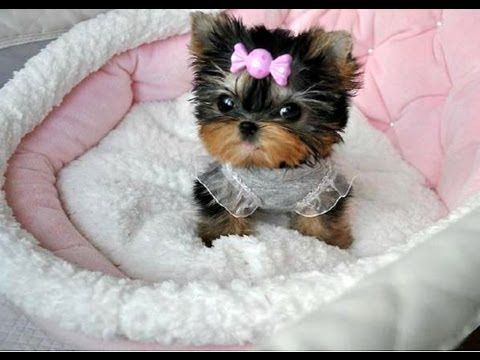 Error humanizar a animales de compañía