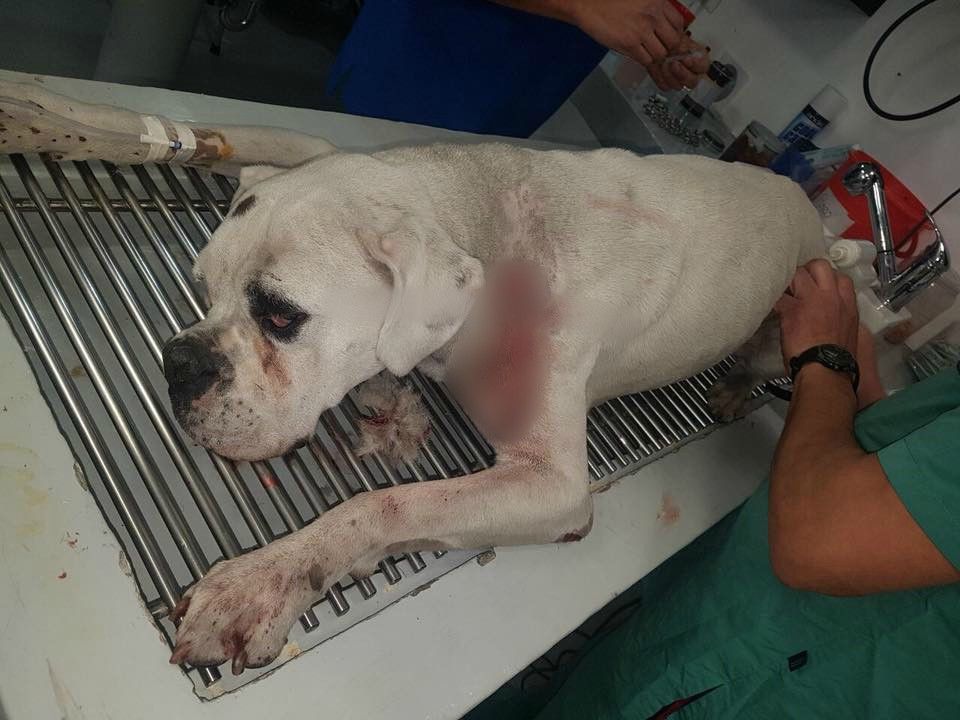 Vinculan a proceso a hombre que agredió a perro en la Benito Juárez