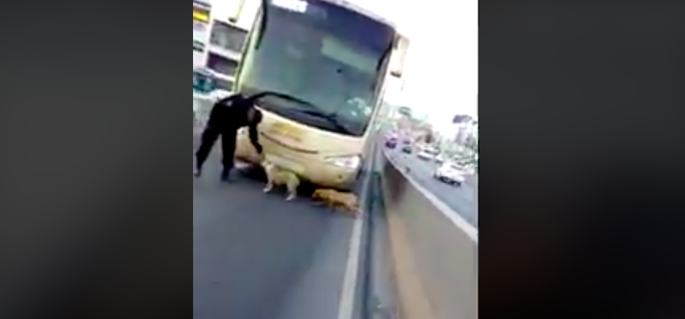 #VIDEO Policías rescatan a perros en avenida de Monterrey