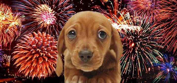 ¿Cómo evitar que las mascotas no se estresen con los fuegos artificiales?