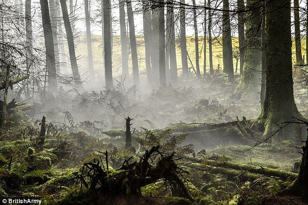 ¿Puede encontrar al soldado escondido en el bosque?