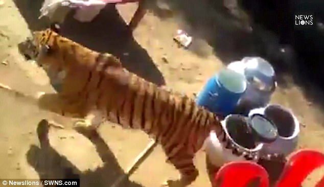 #Video Tigre causa pánico tras irrumpir en boda