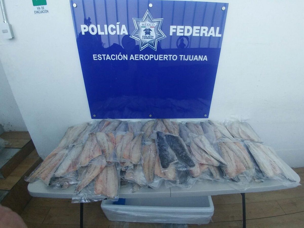 Aseguran 104 filetes de Totoaba en aeropuerto de Tijuana Aseguran 104 filetes de Totoaba en aeropuerto de Tijuana