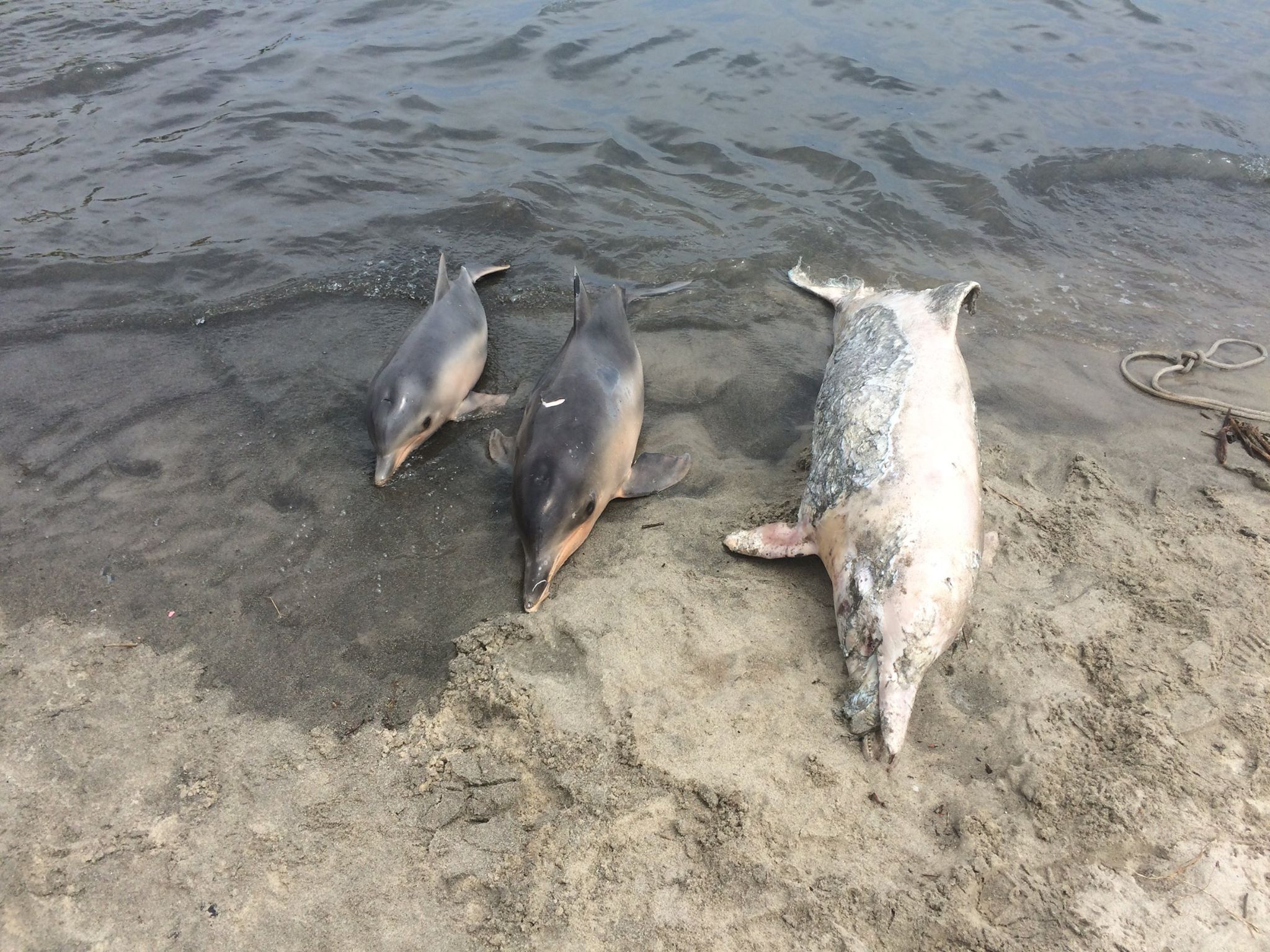 Mueren 80 delfines grises en Río de Janeiro