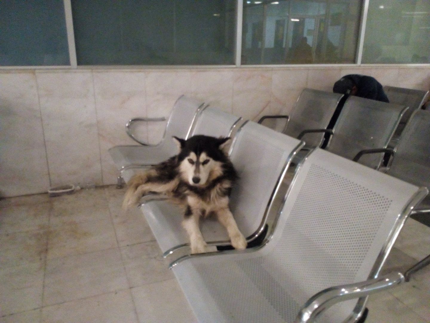 Perro espera a su dueño en hospital de Monterrey Perro espera a su dueño en hospital de Monterrey